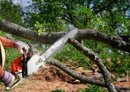 Why Choose Our Tree Removal Services in Cross Lanes, WV?