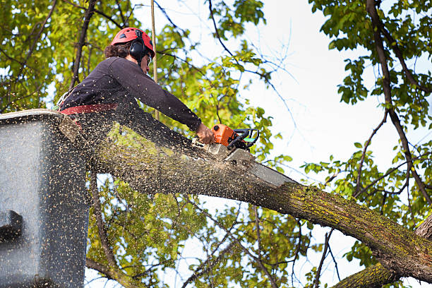 Trusted Cross Lanes, WV  Tree Services Experts